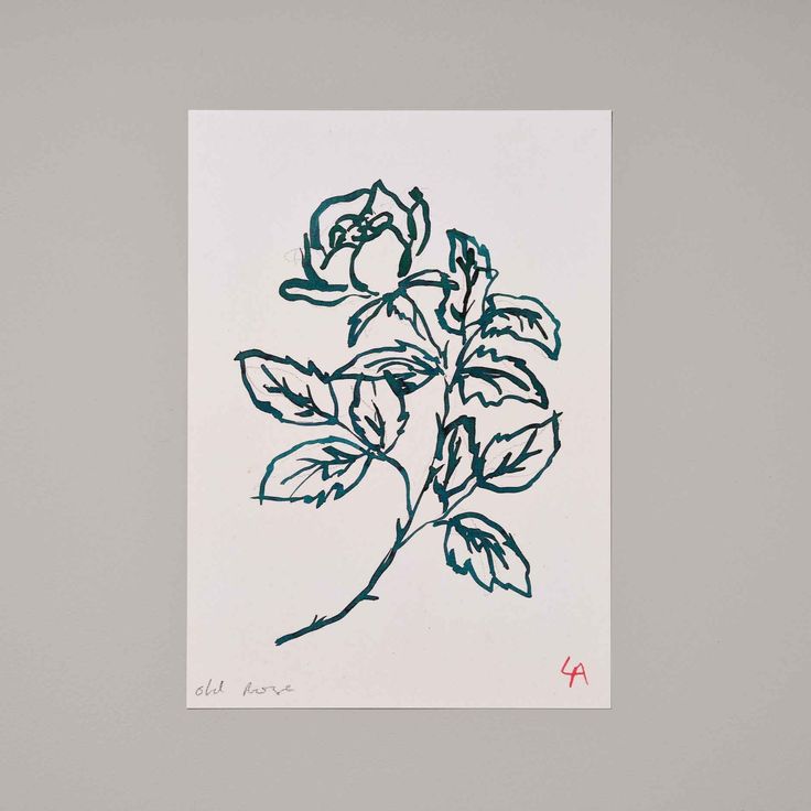 Old Rose A4 Print - THE BRISTOL ARTISAN