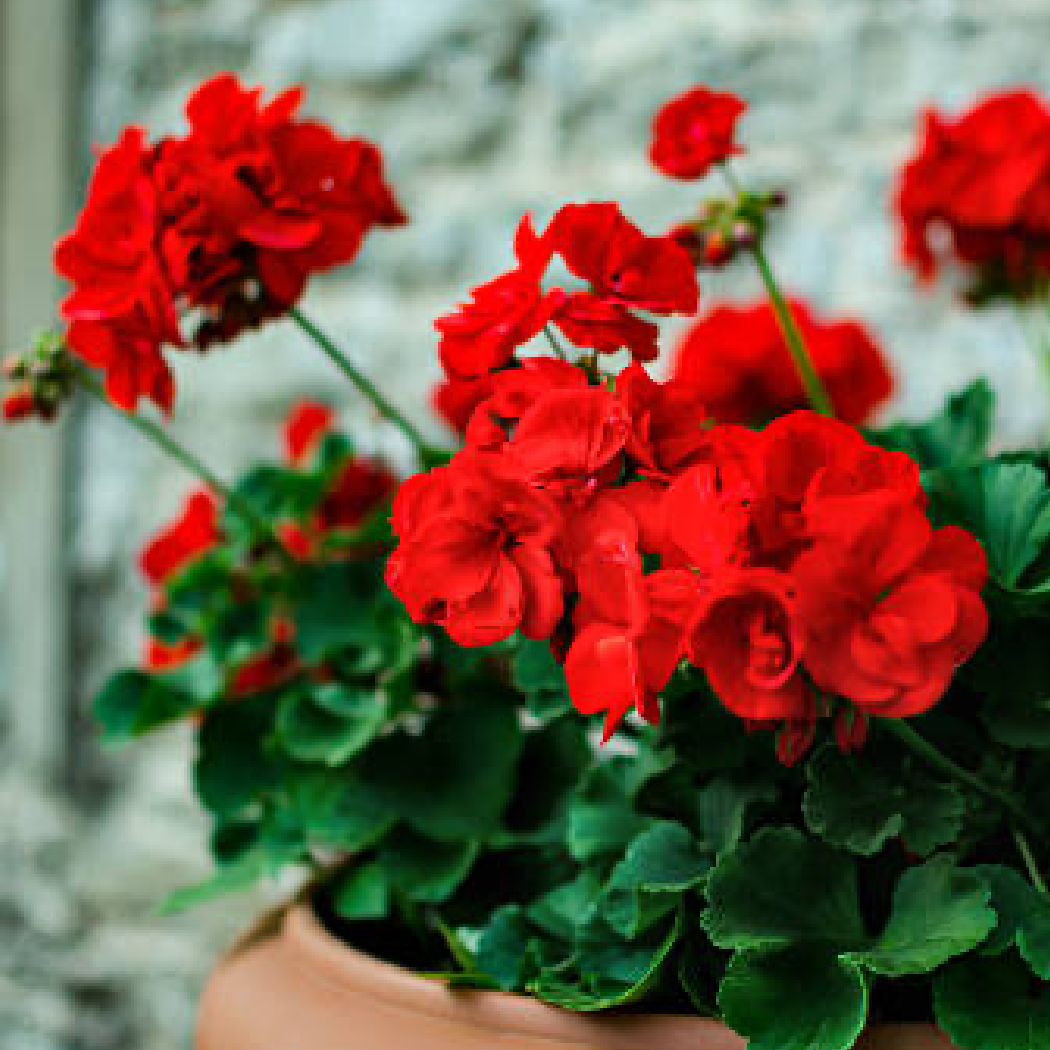 Rose Geranium Scented Pencils - THE BRISTOL ARTISAN